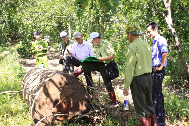 Đà[-]Lạt:[-]Lâm[-]tặc[-]chặt[-]hạ[-]3[-]cây[-]xoan[-]đào[-]hàng[-]trăm[-]năm[-]tuổi